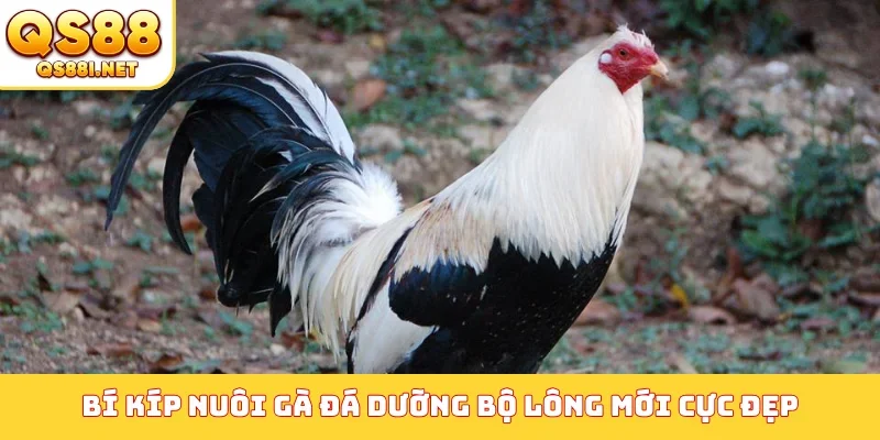 Bí kíp nuôi gà đá dưỡng bộ lông mới cực đẹp