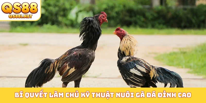 Bí quyết làm chủ kỹ thuật nuôi gà đá đỉnh cao