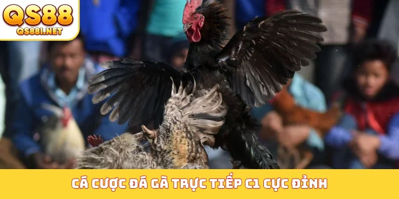 Cá cược đá gà trực tiếp C1 cực đỉnh