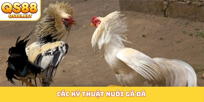kỹ thuật nuôi gà đá