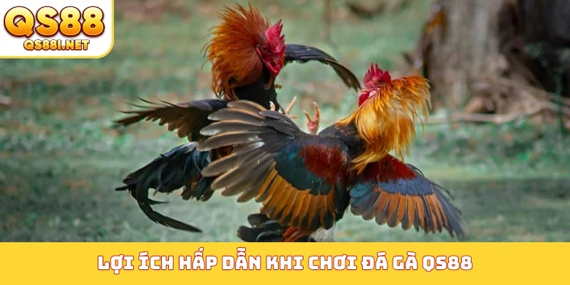 Lợi ích hấp dẫn khi chơi đá gà QS88