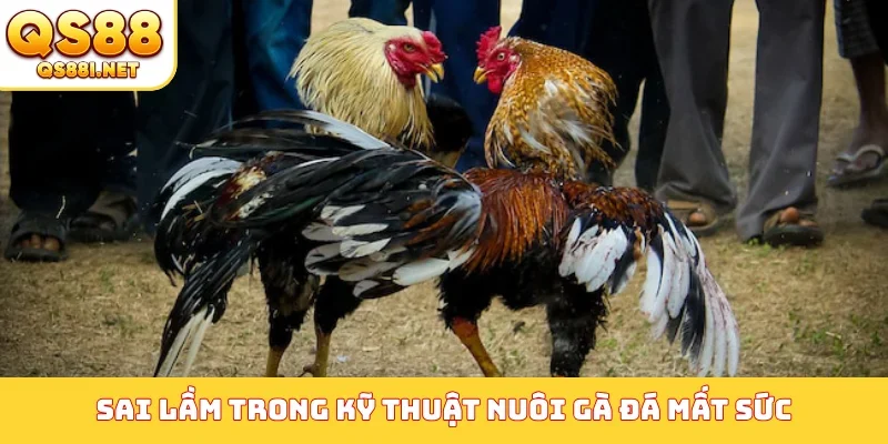 Sai lầm trong kỹ thuật nuôi gà đá mất sức